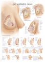 Lehrtafel Die weibliche Brust (AL134)
