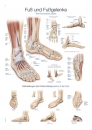 Lehrtafel Fuß und Fußgelenke (AL155)