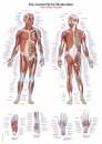 Lehrtafel Die menschliche Muskulatur (AL500)