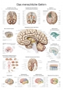 Lehrtafel Das menschliche Gehirn, deutsch (AL514)