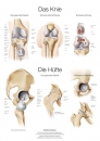 Lehrtafel Das Knie / Die H&uuml;fte (AL551)