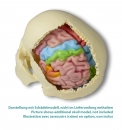 Gehirnmodell funktionell/regional, lebensgroß, 5-teilig