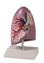 Lungenhälfte, natürliche Größe
