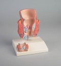 H&auml;morrhoidenmodell 2-fache Gr&ouml;&szlig;e