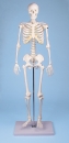Miniatur-Skelett Tom