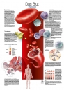 Lehrtafel Das Blut, 70x100cm (AL165)