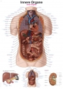 Lehrtafel Innere Organe, 50x70cm (AL563)