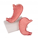 Magen, natürliche Größe, 2-teilig