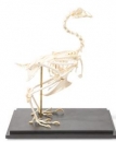 H&uuml;hnerskelett (Gallus gallus domesticus), Pr&auml;parat