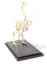 Hühnerskelett (Gallus gallus domesticus), Präparat