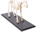 Hundeskelett, (Canis lupus familiaris), Größe M, Präparat