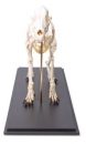 Hundeskelett, (Canis lupus familiaris), Größe M, Präparat