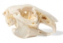 Kaninchenschädel, (Oryctolagus cuniculus var. domestica), Präparat