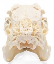 Kaninchenschädel, (Oryctolagus cuniculus var. domestica), Präparat