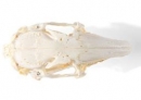 Kaninchenschädel, (Oryctolagus cuniculus var. domestica), Präparat