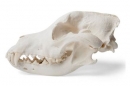 Hundeschädel (Canis lupus familiaris), Größe L, Präparat
