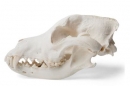 Hundeschädel (Canis lupus familiaris), Größe M, Präparat