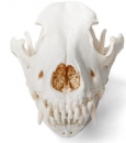 Hundeschädel (Canis lupus familiaris), Größe M, Präparat