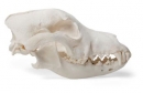 Hundeschädel (Canis lupus familiaris), Größe M, Präparat