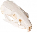 Rattenschädel (Rattus rattus), Präparat