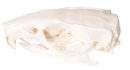 Rattenschädel (Rattus rattus), Präparat