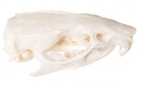 Rattenschädel (Rattus rattus), Präparat