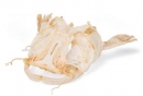 Welskopf (Silurus glanis), Präparat