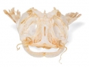 Welskopf (Silurus glanis), Präparat