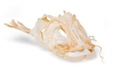 Welskopf (Silurus glanis), Präparat