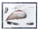 Taubenflügel und -federn (Columba palumbus), Präparat, Satz