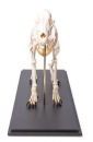 Hundeskelett, (Canis lupus familiaris), Größe M, Präparat