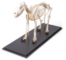Hundeskelett, (Canis lupus familiaris), Größe M, Präparat