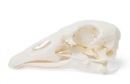 Gänseschädel (Anser anser domesticus), Präparat