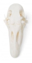 Gänseschädel (Anser anser domesticus), Präparat