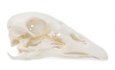 Gänseschädel (Anser anser domesticus), Präparat