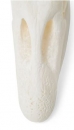 Gänseschädel (Anser anser domesticus), Präparat