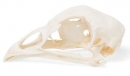 Hühnerschädel (Gallus gallus domesticus), Präparat