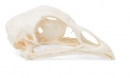 Hühnerschädel (Gallus gallus domesticus), Präparat