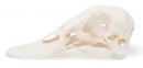 Entenschädel (Anas platyrhynchos domestica), Präparat