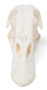 Entenschädel (Anas platyrhynchos domestica), Präparat