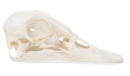 Entenschädel (Anas platyrhynchos domestica), Präparat