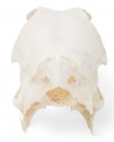 Entenschädel (Anas platyrhynchos domestica), Präparat
