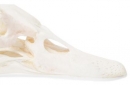 Entenschädel (Anas platyrhynchos domestica), Präparat