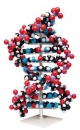 Riesen DNA Modell