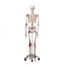 Skelett mit Gelenkbändern, auf Metallstativ, 5 Rollen,  Leo A12