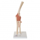 Luxus Ellenbogengelenk-Funktionsmodell