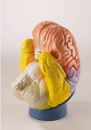 Modell der Gehirnregionen 4 teilig