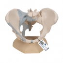 Weibliches Becken Modell mit Bändern, 3-teilig - 3B Smart Anatomy