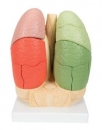Segmentiertes Lungenmodell - 3B Smart Anatomy