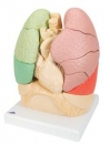 Segmentiertes Lungenmodell - 3B Smart Anatomy